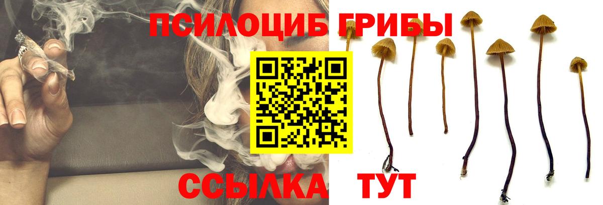 Псилоцибиновые грибы MAGIC MUSHROOMS Горно-Алтайск